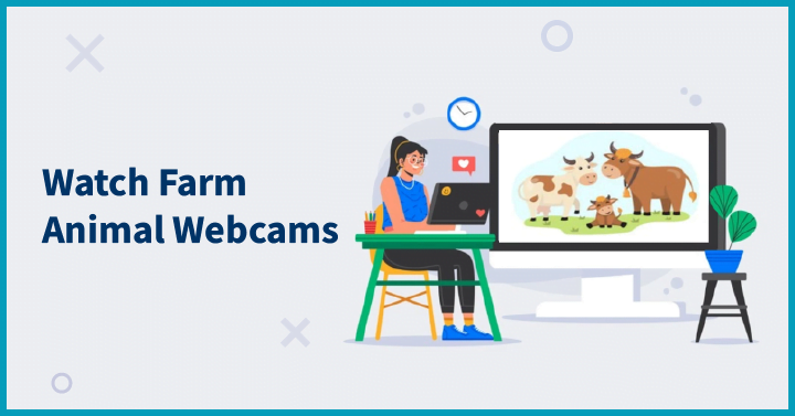 Watch Farm Animal Webcams