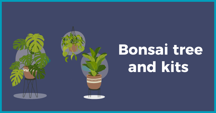 Bonsai tree & kits
