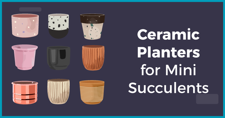 Ceramic planters for mini succulents