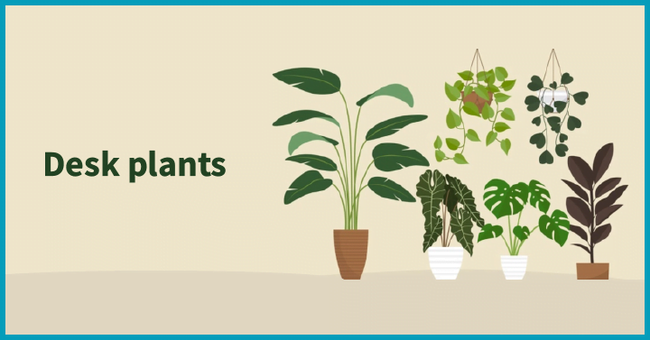 Desk plants
