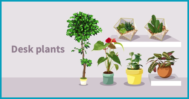   Desk plants