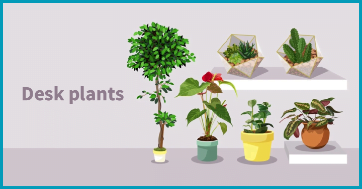 Desk plants