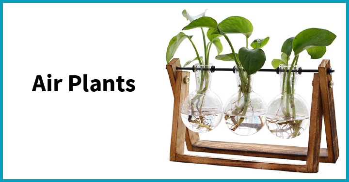  Air Plants