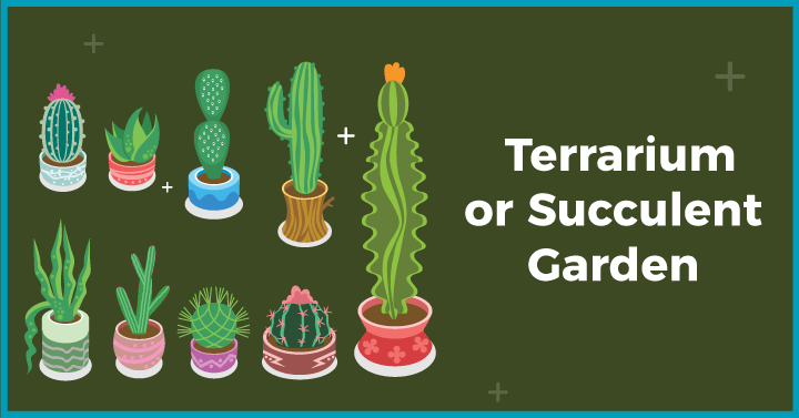 Terrarium or Succulent Garden