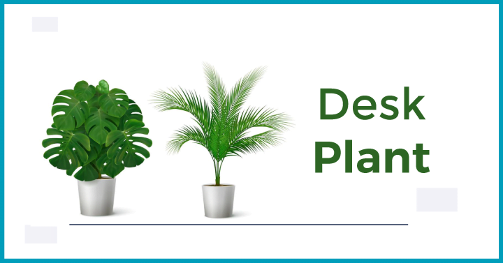 Desk Plant
