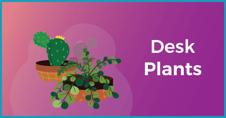 Desk Plants